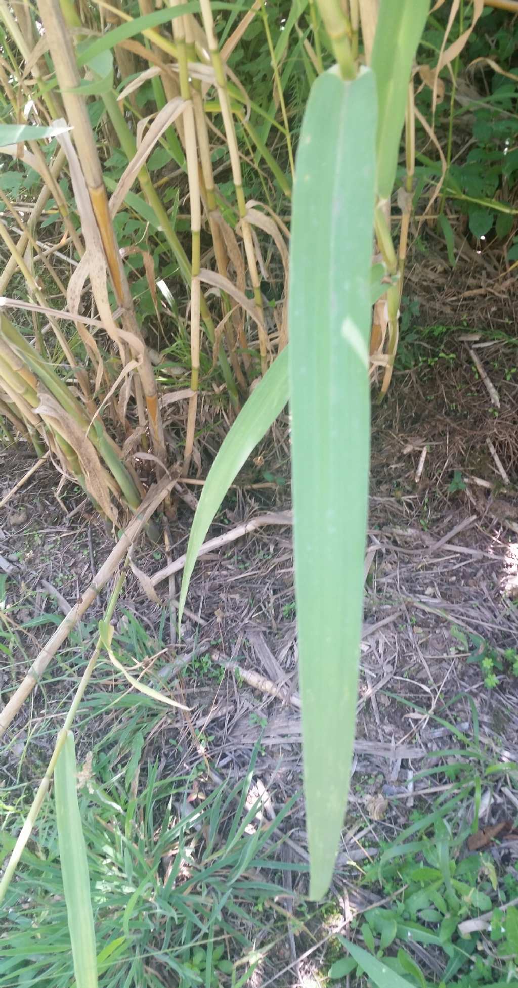 Arundo lenax?